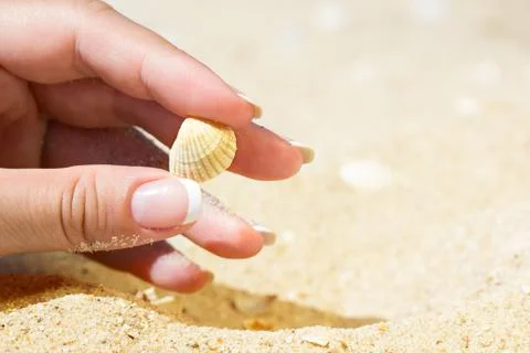 Sea shell in the hand Stock Photos