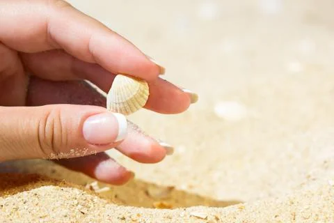 Sea shell in the hand Stock Photos