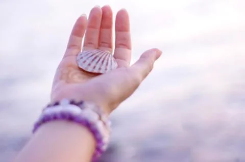 Sea shell on a hand Stock Photos