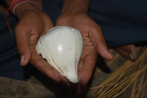 Sea shell in hand Stock Photos