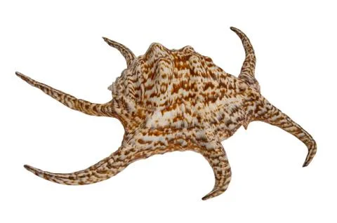 Sea shell harpago Stock Photos