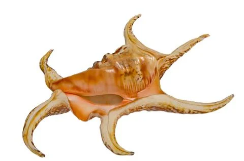 Sea shell harpago Stock Photos
