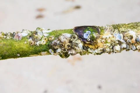 Sea shell hold Stock Photos