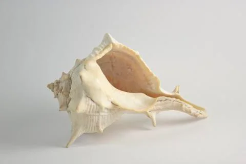 Sea Shell Holed Horizontal Position Stock Photos