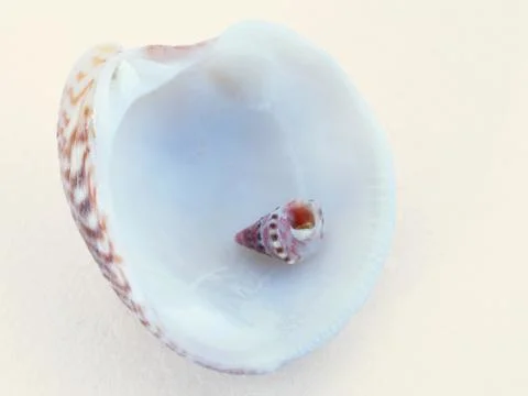 Sea shell I. 스톡 사진