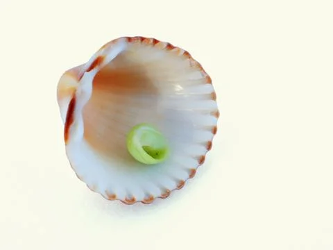 Sea shell II. 스톡 사진
