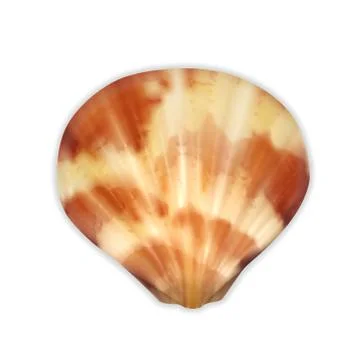 Sea shell Stock Illustration
