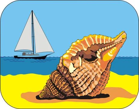 Sea-shell Stock Illustration