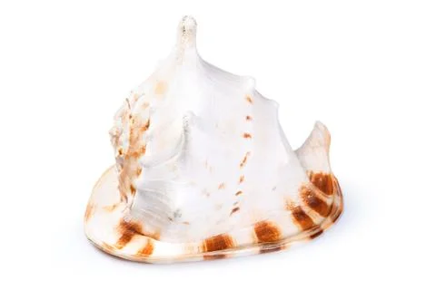 Sea shell interior decor isolated on white Stock Photos