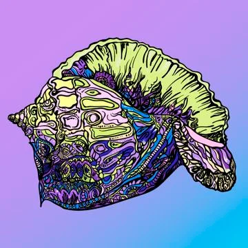 Sea shell isolate on white background Illustrazione stock