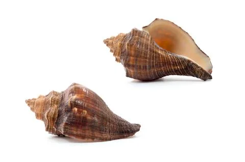 Sea shell isolate on white background Stock Photos