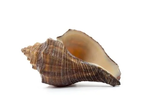 Sea shell isolate on white background Stock Photos
