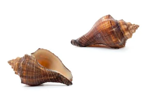 Sea shell isolate on white background Fotos Stock