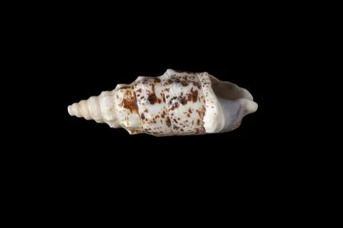 Sea shell isolated on black background Stock Photos
