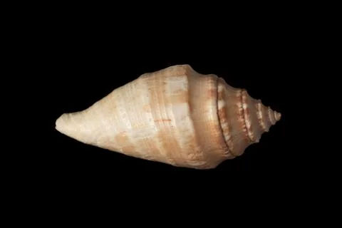 Sea shell isolated on black background Stock Photos