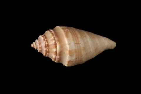 Sea shell isolated on black background Stock Photos