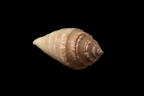 Sea shell isolated on black background Stock Photos