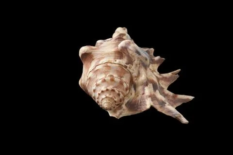 Sea shell isolated on black background Stock Photos