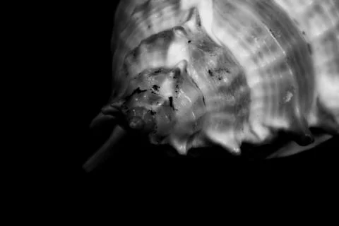 Sea shell isolated on black background b&amp;w Stock Photos