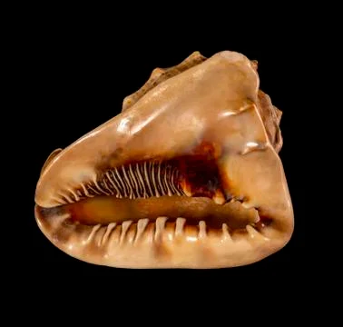 Sea shell isolated on a black background. Beautiful seashell Stock Photos