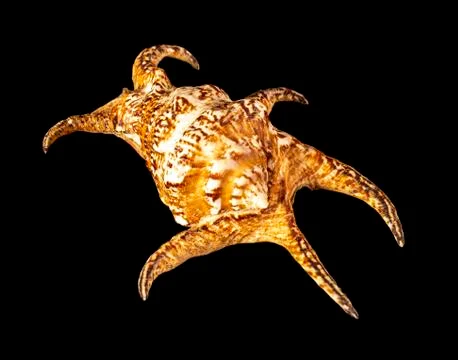 Sea shell isolated on a black background. Beautiful seashell 库存照片