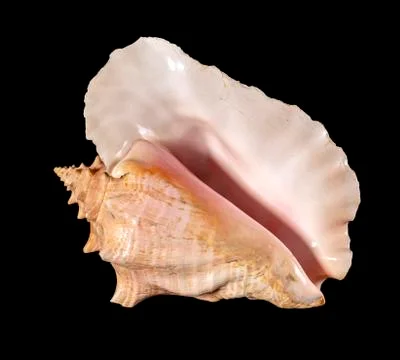 Sea shell isolated on a black background. Beautiful seashell Stock Photos