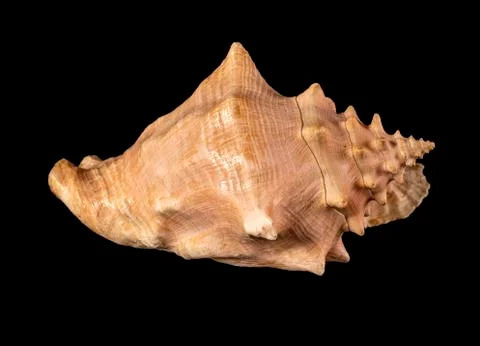 Sea shell isolated on a black background. Beautiful seashell Stock Photos