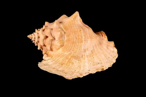 Sea shell isolated on a black background. Beautiful seashell Stock Photos