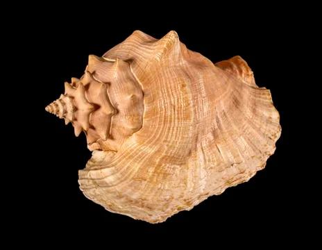 Sea shell isolated on a black background. Beautiful seashell Stock Photos