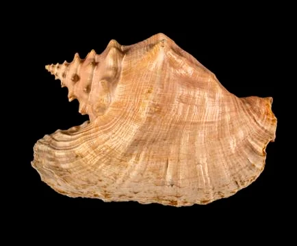 Sea shell isolated on a black background. Beautiful seashell Stock Photos