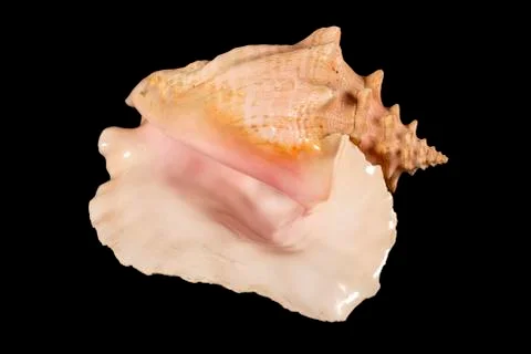 Sea shell isolated on a black background. Beautiful seashell Stock Photos