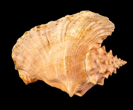 Sea shell isolated on a black background. Beautiful seashell 库存照片