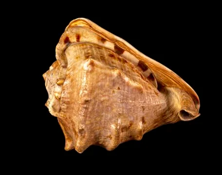 Sea shell isolated on a black background. Beautiful seashell Stock Photos