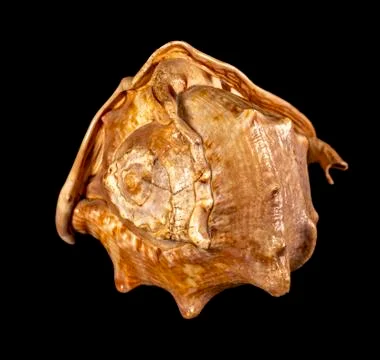 Sea shell isolated on a black background. Beautiful seashell Stock Photos