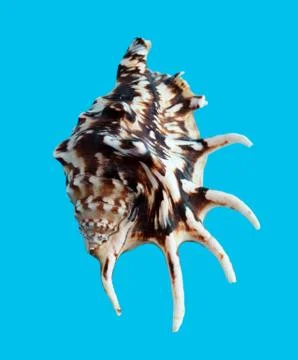 Sea shell isolated on a blue background Stock Photos