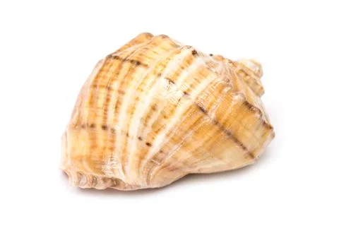 Sea Shell Isolated Stock Photos