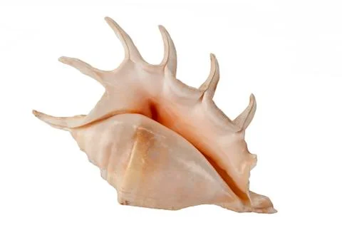 Sea Shell - Isolated Stock Photos