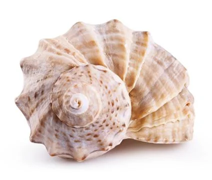 Sea shell isolated Stock Photos