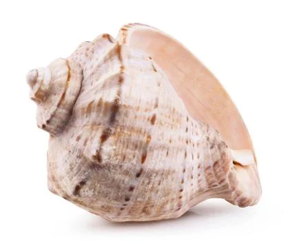 Sea shell isolated Stock Photos