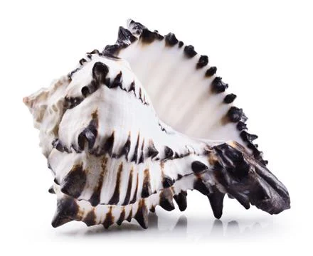 Sea shell isolated Stock Photos