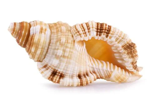 Sea shell isolated Stock Photos