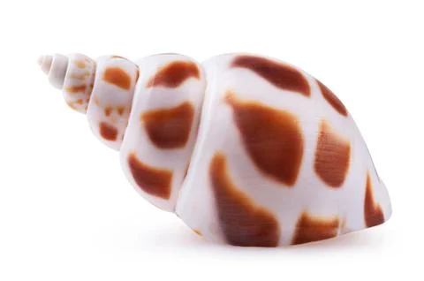 Sea shell isolated Stock-Fotos