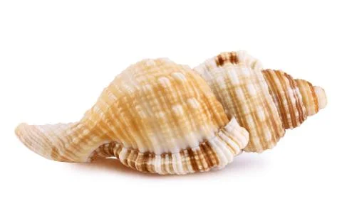 Sea shell isolated Stock Photos