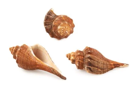 Sea shell isolated Stock Photos