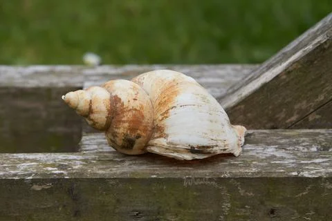 Sea shell isolated. Shell, Seashell or Conch as Decor Stock Photos