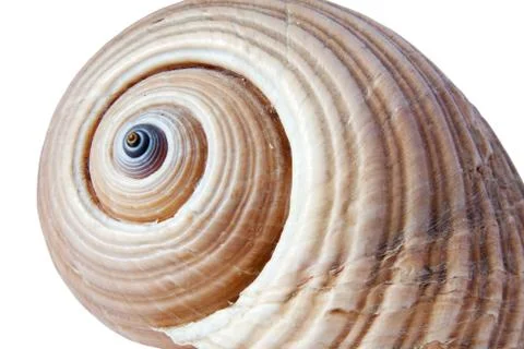 Sea shell isolated on white background Stock Photos