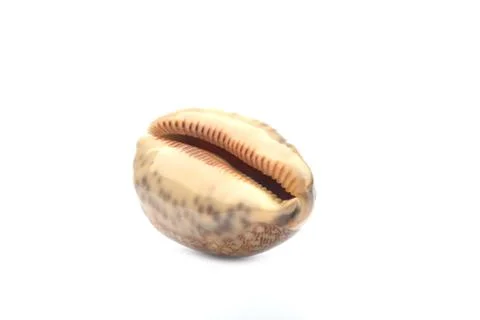 Sea shell, isolated on white background Stock Photos