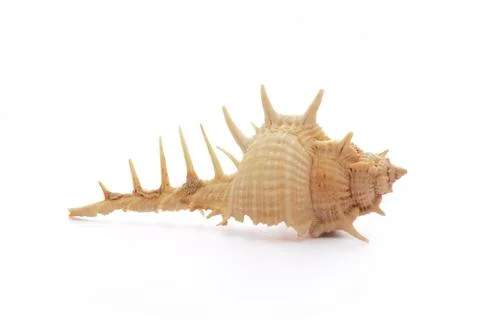 Sea shell, isolated on white background Stock Photos
