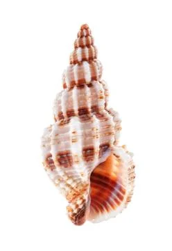 Sea shell isolated on white background Stock Photos