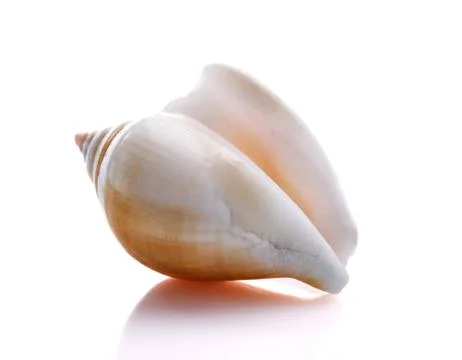 Sea shell isolated on white background Stock Photos